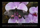 Blumenträume Fotokalender 2026 - 7