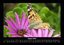 Blumenträume Fotokalender 2026 - 8