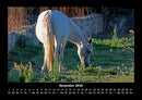 Pferde Kalender Fotokalender 2026 - 12