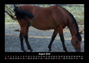 Pferde Kalender Fotokalender 2026 - 8