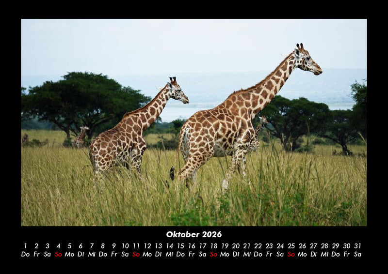 Tiere in der Wildnis Fotokalender 2026 - 10