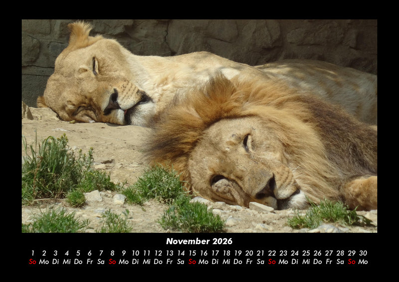 Tiere in der Wildnis Fotokalender 2026 - 11