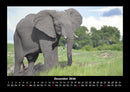 Tiere in der Wildnis Fotokalender 2026 - 12