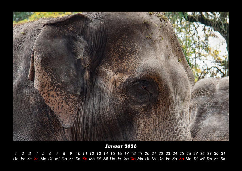 Tiere in der Wildnis Fotokalender 2026 - 1