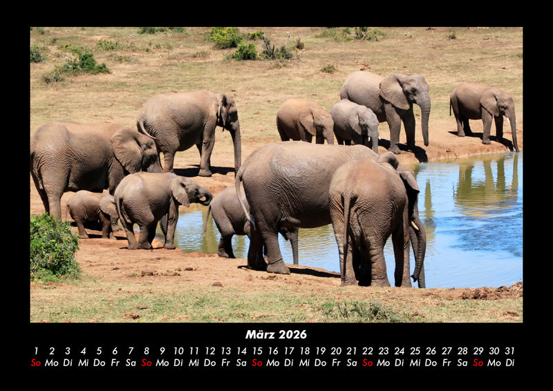 Tiere in der Wildnis Fotokalender 2026 - 3