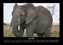 Tiere in der Wildnis Fotokalender 2026 - 7
