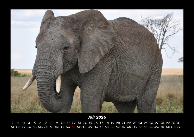 Tiere in der Wildnis Fotokalender 2026 - 7