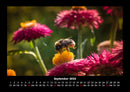 Blumenkalender Fotokalender 2026 - 9