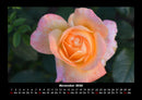 Blumenkalender Fotokalender 2026 - 11