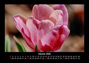 Blumenkalender Fotokalender 2026 - 2