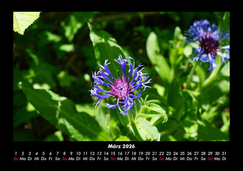 Blumenkalender Fotokalender 2026 - 3