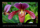 Blumenkalender Fotokalender 2026 - 4