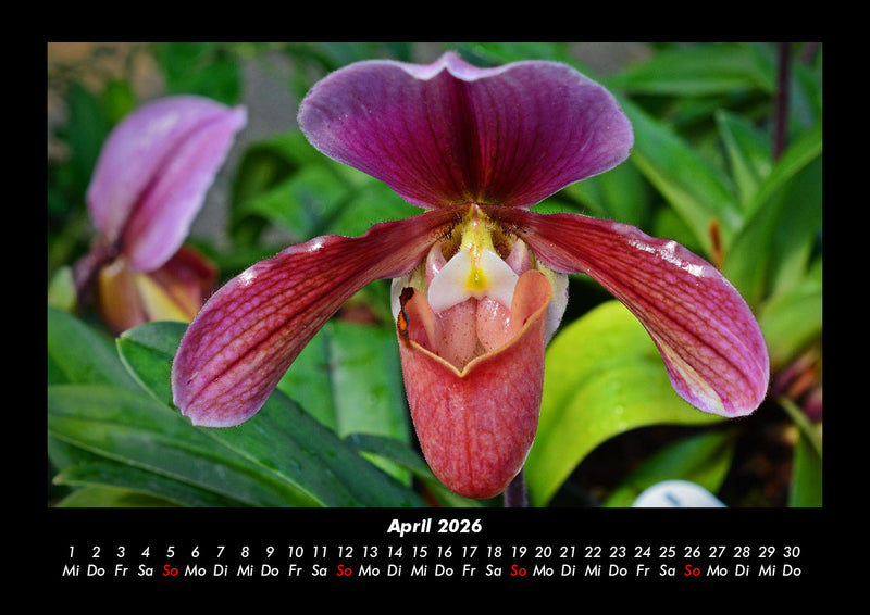 Blumenkalender Fotokalender 2026 - 4