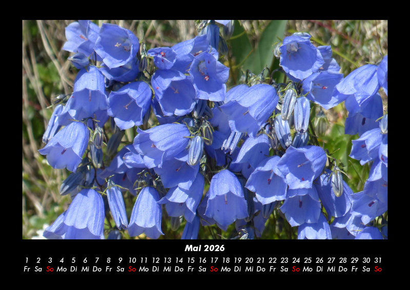 Blumenkalender Fotokalender 2026 - 5