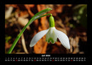 Blumenkalender Fotokalender 2026 - 7