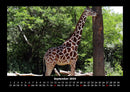 Giraffen Fotokalender 2026 - 9