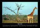 Giraffen Fotokalender 2026 - 3