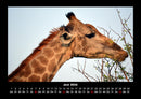 Giraffen Fotokalender 2026 - 6