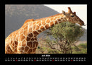 Giraffen Fotokalender 2026 - 7