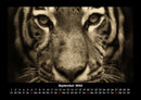 Tiger Fotokalender 2026 - 9