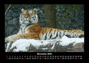 Tiger Fotokalender 2026 - 11