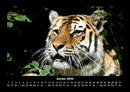 Tiger Fotokalender 2026 - 1