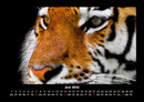 Tiger Fotokalender 2026 - 6