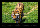 Tiger Fotokalender 2026 - 8