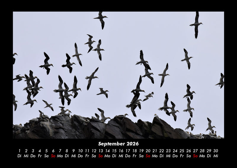 Vogelparadies Fotokalender 2026 - 9
