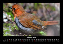 Vogelparadies Fotokalender 2026 - 10