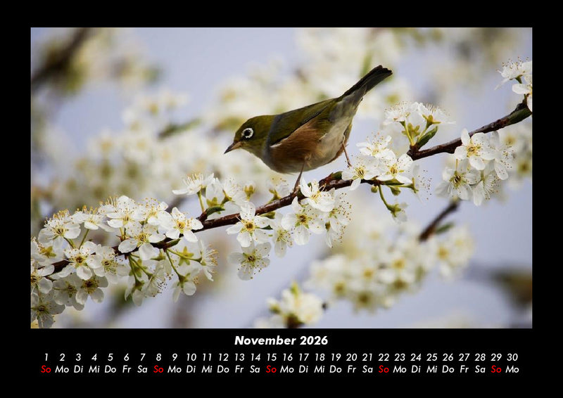 Vogelparadies Fotokalender 2026 - 11
