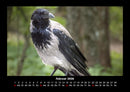 Vogelparadies Fotokalender 2026 - 2