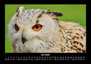 Vogelparadies Fotokalender 2026 - 7
