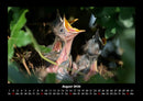 Vogelparadies Fotokalender 2026 - 8