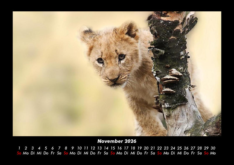 Tierkalender Fotokalender 2026 - 11