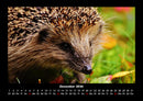 Tierkalender Fotokalender 2026 - 12