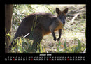 Tierkalender Fotokalender 2026 - 1