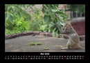 Tierkalender Fotokalender 2026 - 5