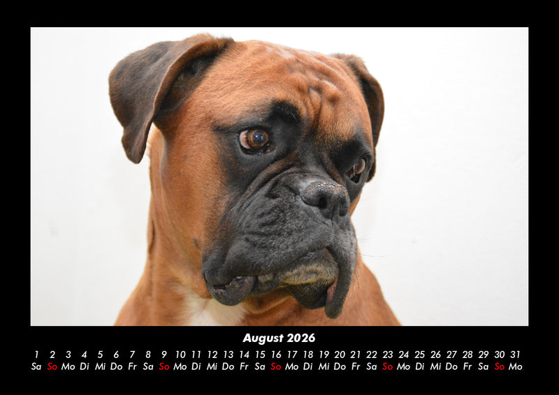Tierkalender Fotokalender 2026 - 8