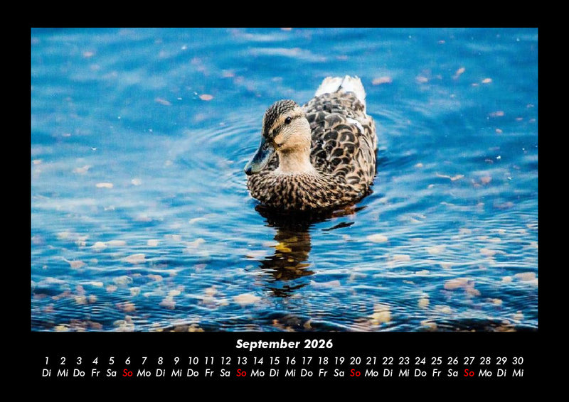 Seeblick Fotokalender 2026 - 9