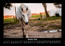 Pferde Kalender Fotokalender 2026 - 10