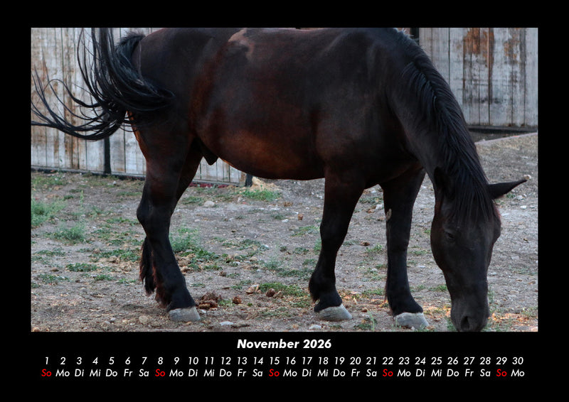 Pferde Kalender Fotokalender 2026 - 11