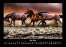 Pferde Kalender Fotokalender 2026 - 5