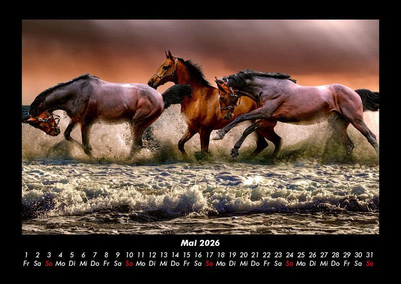 Pferde Kalender Fotokalender 2026 - 5