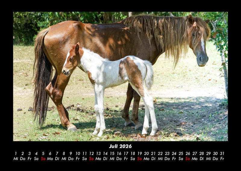 Pferde Kalender Fotokalender 2026 - 7