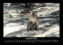 Affen Fotokalender 2026 - 9
