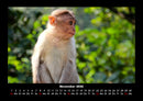 Affen Fotokalender 2026 - 11