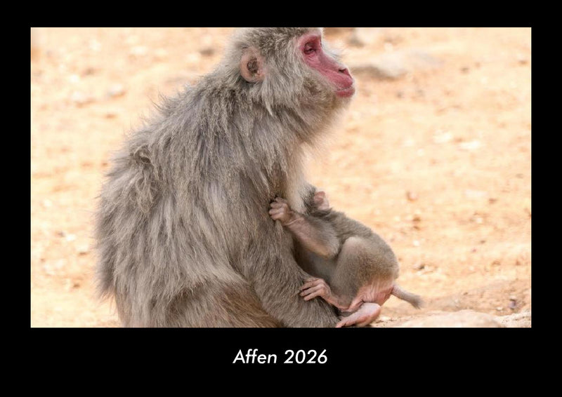 Affen Fotokalender 2026 - Hauptbild
