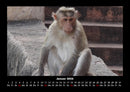Affen Fotokalender 2026 - 1