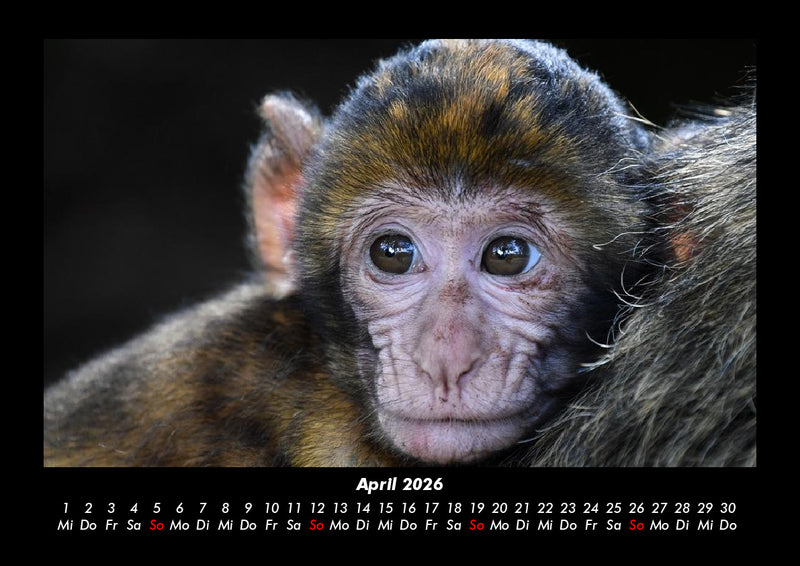 Affen Fotokalender 2026 - 4